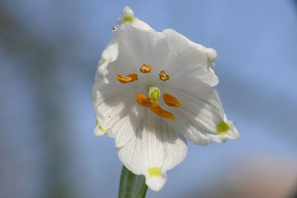 Märzenbecher, Leucojum vernum 