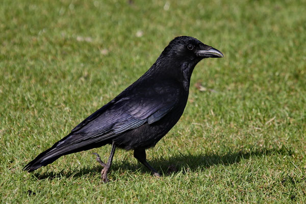 Rabenkrähe (Corvus corone corone)