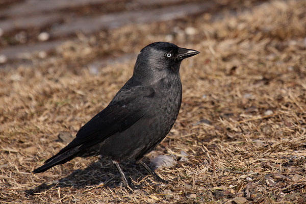 Dohle (Corvus monedula)