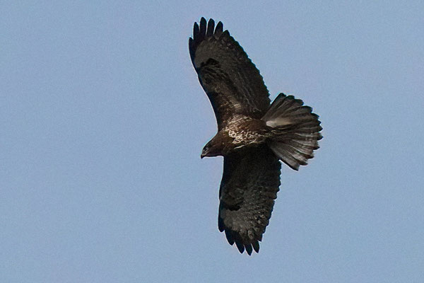 Mäusebussard (Buteo buteo)
