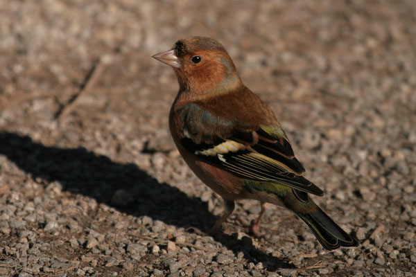 Buchfink (Fringilla coelebs)