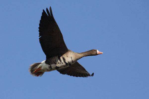 Blässgans (Anser albifrons)