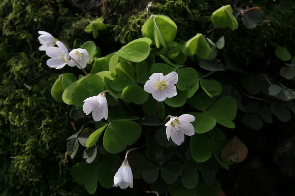 Sauerklee (Oxalis acetosella) 