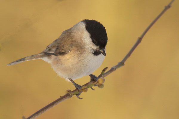 Sumpfmeise (Poecile palustris)
