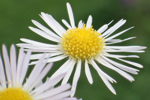 Gewöhnlicher Feinstrahl Erigeron annuus