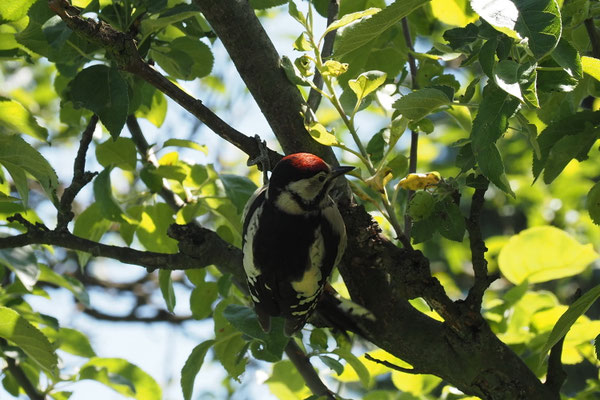 Buntspecht (Dendrocopos major
