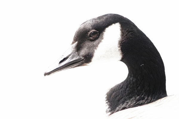 Kanadagans (Branta canadensis)