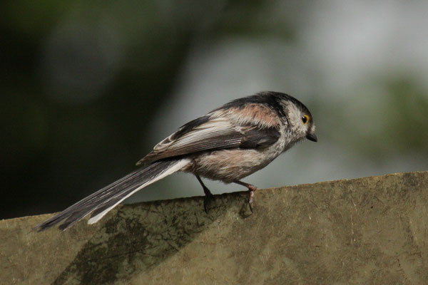 Schwanzmeise (Aegithalos caudatus)