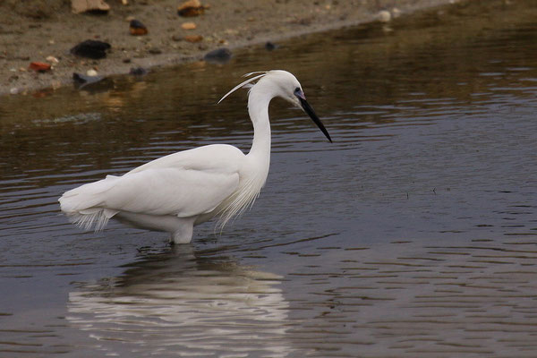 Seidenreiher (Egretta garzetta)