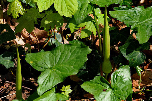 Gefleckterr Aronstab (Arum maculatum)