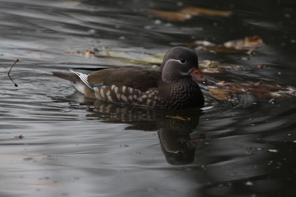 Mandarinente (Aix galericulata)