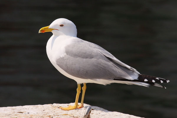 Mittelmeermöwe (Larus michahellis)