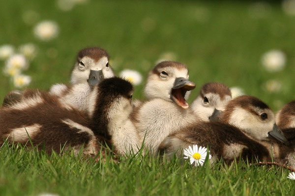 Nilgans (Alopochen aegyptiacus)