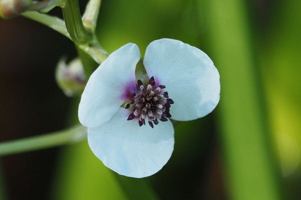 Pfeilkraut (Sagittaria sagittifolia)3
