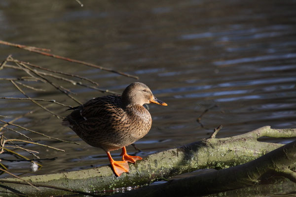 Löffelente (Anas clypeata)