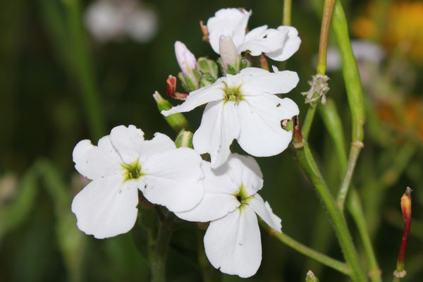 Nachtviole (Hesperis matronalis Alba)