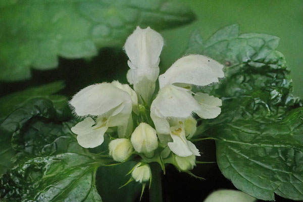 Weiße Taubnessel (Lamium album) 