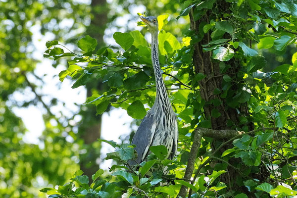 Graureiher (Ardea cinerea)