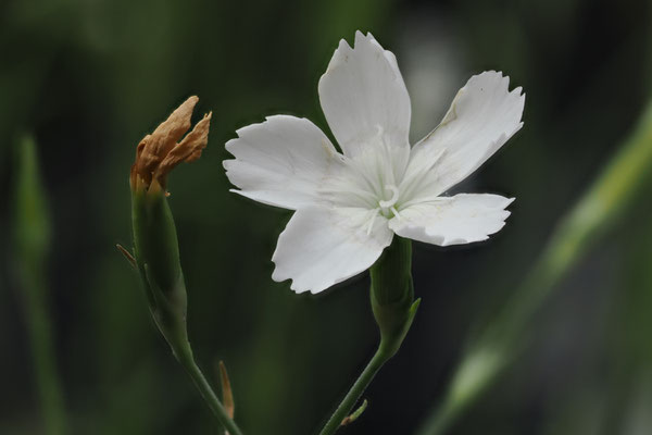 Heidenelke (Dianthus deltoides  Alba
