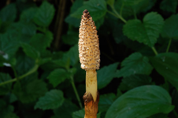 Wald-Schachtelhalm (Equisetum sylvaticum) 