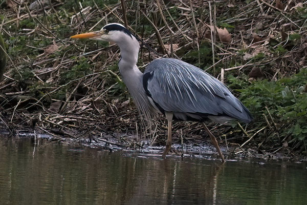 Graureiher (Ardea cinerea)