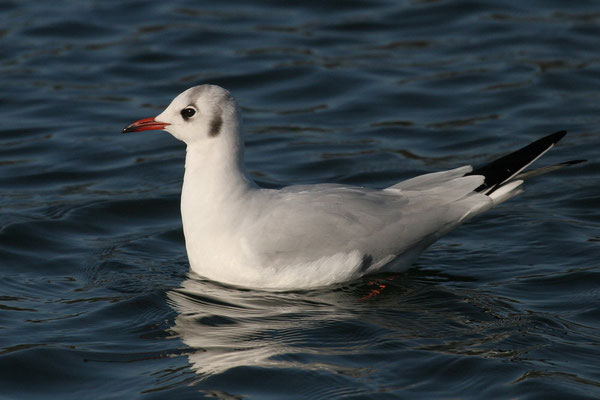  Lachmöwe (Chroicocephalus ridibundus