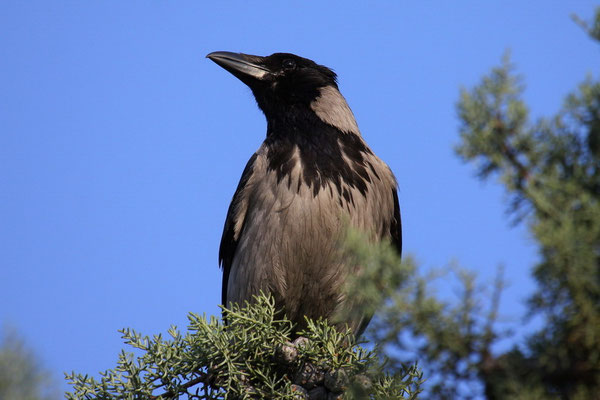 Nebelkrähe  (Corvus corone)