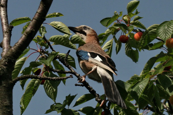 Eichelhäher (Garrulus glandarius)