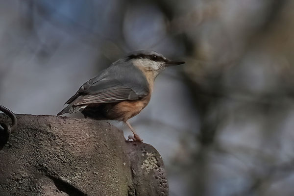 Kleiber (Sitta europaea)
