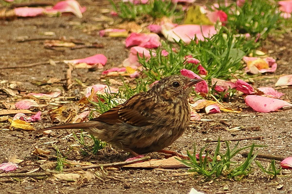Amsel (Turdus merula)