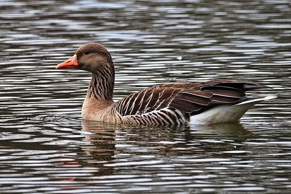 Graugans (Anser anser)