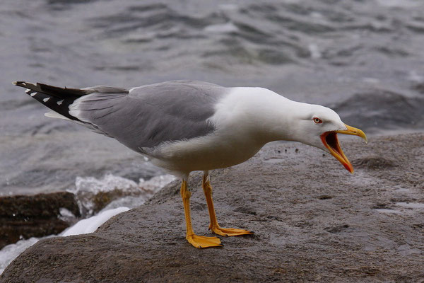 Mittelmeermöwe (Larus michahellis)