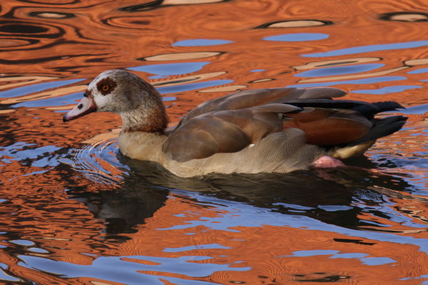 Nilgans (Alopochen aegyptiacus)