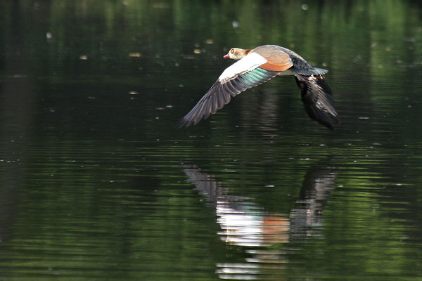 Nilgans (Alopochen aegyptiacus)