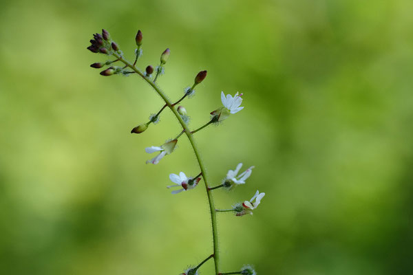 Hexenkraut (Circaea lutetiana)  