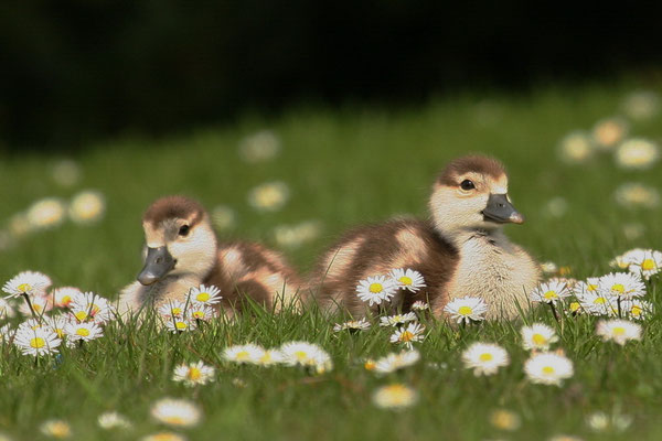Nilgans (Alopochen aegyptiacus)