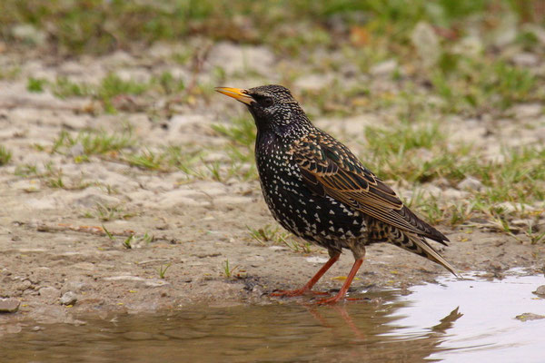 Star (Sturnus vulgaris)