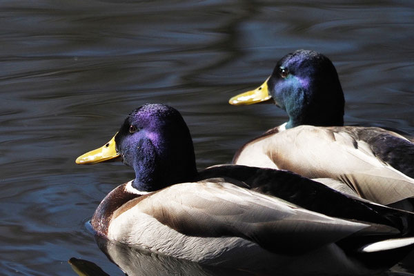 Stockente (Anas platyrhynchos)
