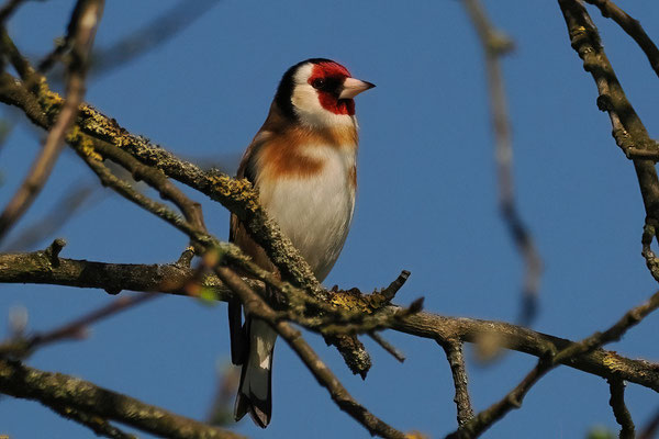 Stieglitz (Carduelis Carduelis)
