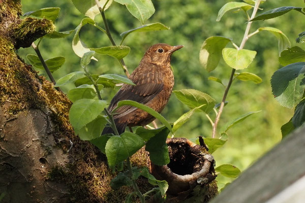 Amsel (Turdus merula)
