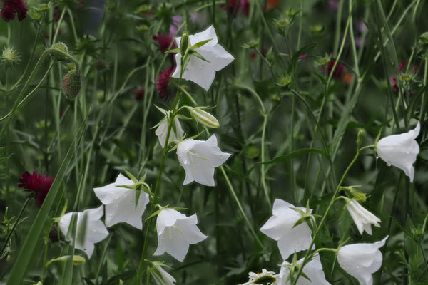 Pfirsich-Glockenblume  Campanula persicifolia -Alba