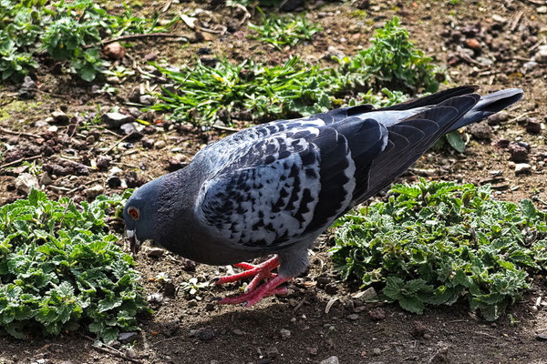 Straßentaube Columba livia f. domestica