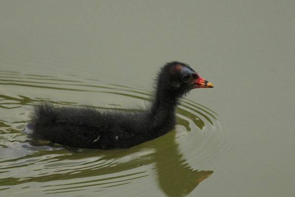 Teichralle (Gallinula chloropus) Jungtier