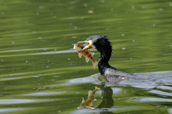 Kormoran (Phalacrocorax carbo)