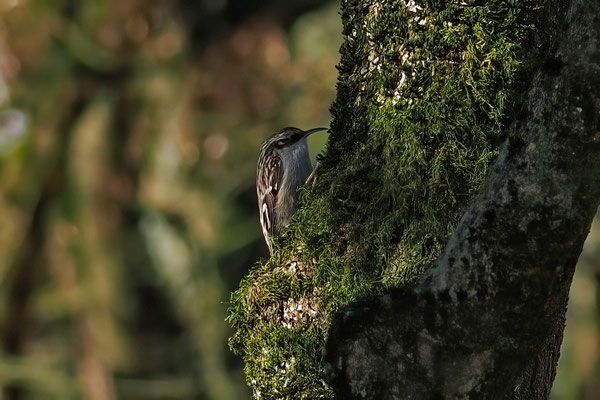 Gartenbaumläufer Certhia brachydactyla 