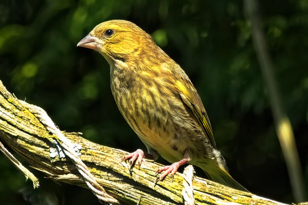 Grünfink  (Chloris chloris)