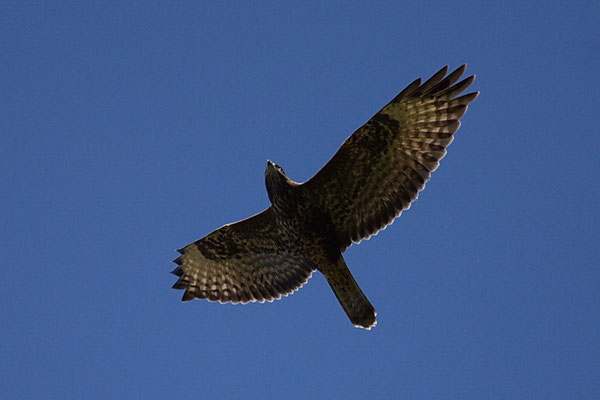 Mäusebussard (Buteo buteo)