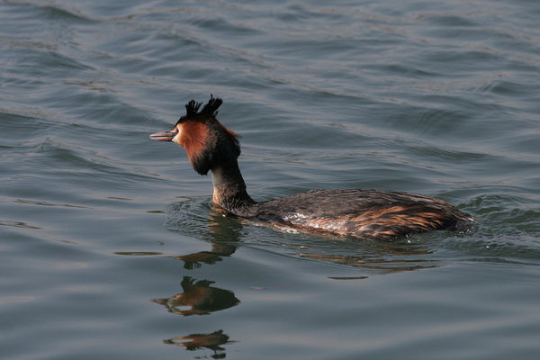 Haubentaucher (Podiceps cristatus)