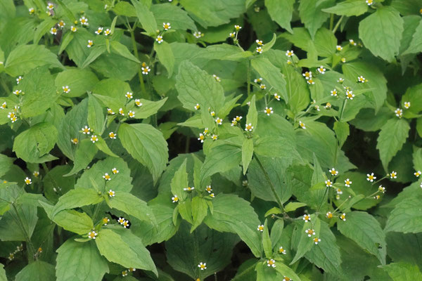 Franzosenkraut (Galinsoga parviflora) 