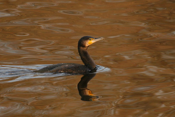 Kormoran (Phalacrocorax carbo)